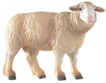 Mouton mérinos